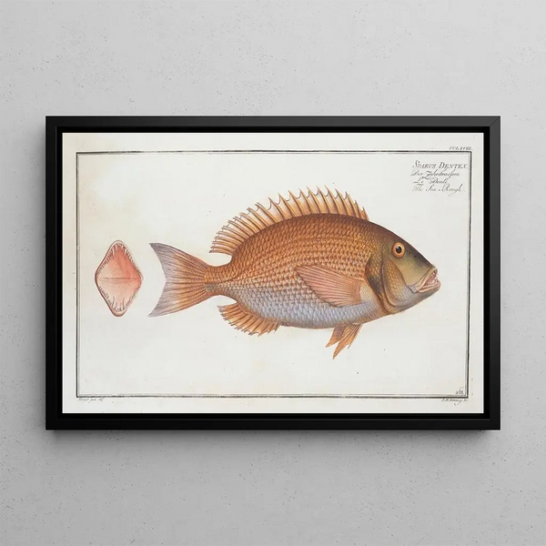 Sparus Dentex: La mer rugueuse - Marcus Elieser Bloch — framed artwork on a wall