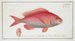 Sparus erythrinus, the common sea bike - Marcus Elieser Bloch — artwork view