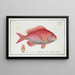 Sparus erythrinus, the common sea bike - Marcus Elieser Bloch — framed artwork on a wall