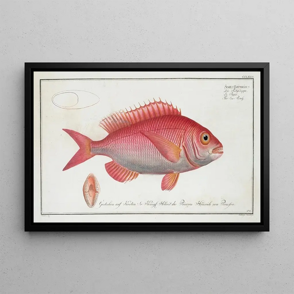 van Sparus erythrinus, de zeebaar - Marcus Elieser Bloch — ingelijst kunstwerk aan de muur