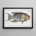 Sparus fasciatus, de gestreepte dorade - Marcus Elieser Bloch — ingelijst kunstwerk aan de muur