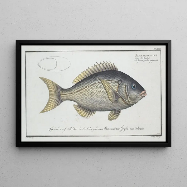 Sparus tetracanthus - Marcus Elieser Bloch — ingelijst kunstwerk aan de muur