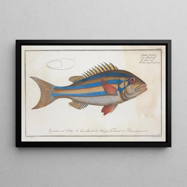 Sparus vittatus, The blue-striped sea bream - Marcus Elieser Bloch — framed artwork on a wall