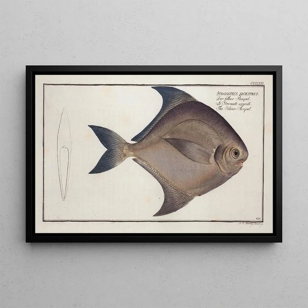 Marcus Elieser Bloch - Stromateus argenteus The SilverPampel.webp