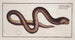 Synbranchus marmoratus The marbled swamp eel - Marcus Elieser Bloch — artwork view