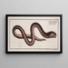 Synbranchus marmoratus The marbled swamp eel - Marcus Elieser Bloch — framed artwork on a wall