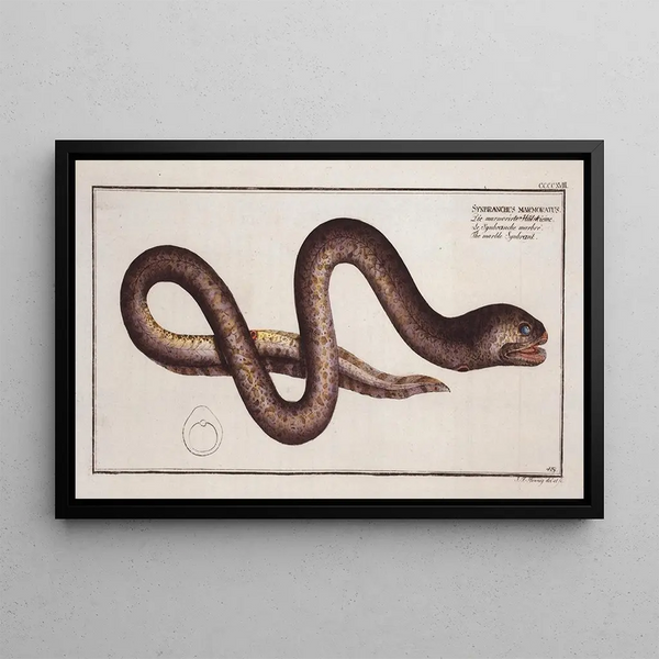 Synbranchus marmoratus De gemarmerde synbranchus - Marcus Elieser Bloch — ingelijst kunstwerk aan de muur