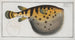 Tétrodon Lagocephalus The starry pufferfish - Marcus Elieser Bloch — artwork view