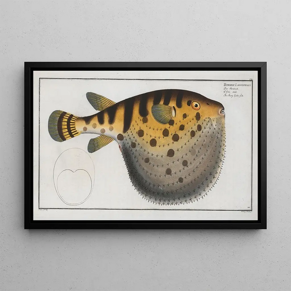 Tétrodon Lagocephalus De stervormige kwal - Marcus Elieser Bloch — ingelijst kunstwerk aan de muur