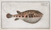 Tétrodon de Spengler, le Tétrodon de Spengler - Marcus Elieser Bloch — artwork view