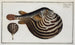 Tétrodon léniatus The Striped Globe - Marcus Elieser Bloch — artwork view