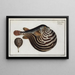 Tétrodon léniatus The Striped Globe - Marcus Elieser Bloch — framed artwork on a wall