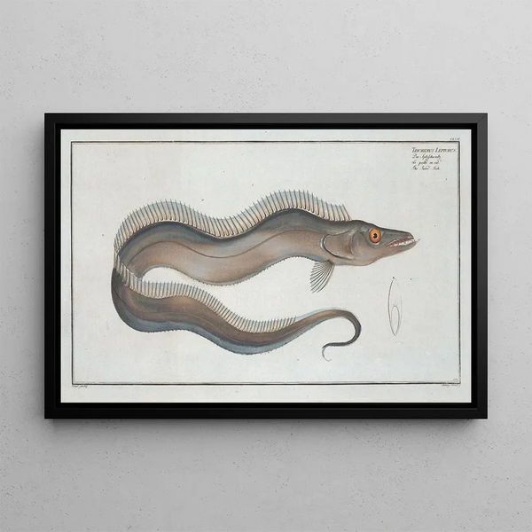 Marcus Elieser Bloch - Trichiurus Lepturus The SwordFish.webp