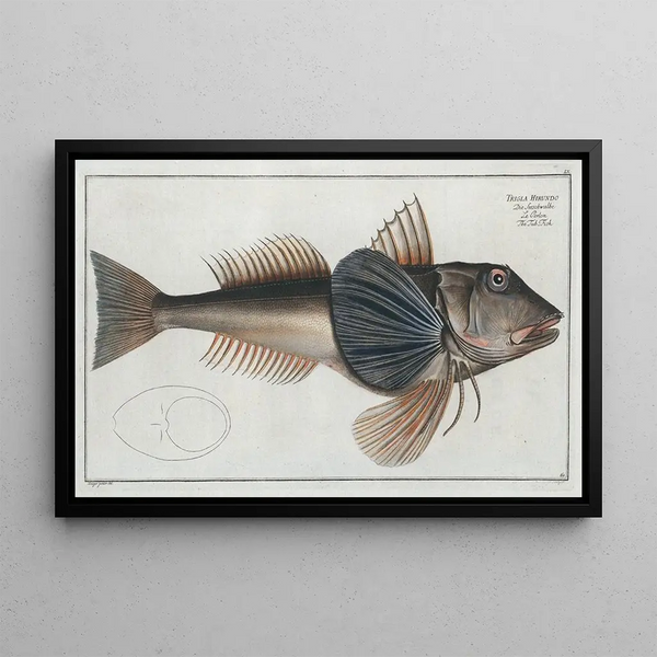 Trigla Hirundo Le Poisson-Tub - Marcus Elieser Bloch — ingelijst kunstwerk aan de muur