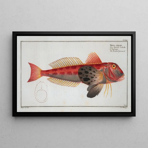 Marcus Elieser Bloch - Trigla lineata The Streaked Gurnard.webp