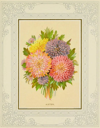 Marcus Ward Co - Aster.webp