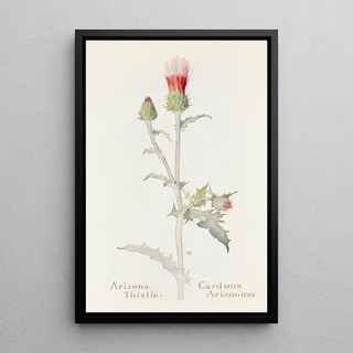 Margaret Armstrong - Arizona Thistle.webp