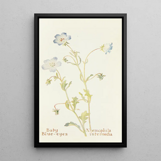 Margaret Armstrong - Baby Blueeyes.webp