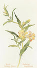 Mimulus arbustif - Margaret Armstrong — weergave van het kunstwerk