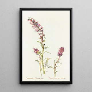 Margaret Armstrong - Mountain Phacelia.webp