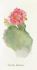 Opuntia basilaris - Margaret Armstrong — weergave van het kunstwerk
