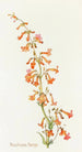 Penstemon Parryi - Margaret Armstrong — weergave van het kunstwerk
