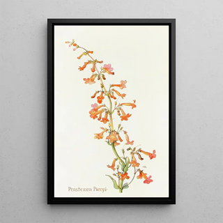 Margaret Armstrong - Penstemon Parryi.webp