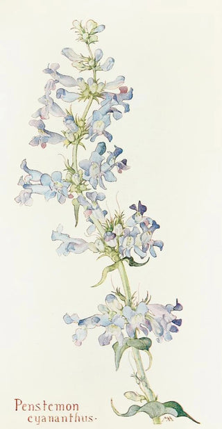 Margaret Armstrong - Penstemon cyananthus.webp