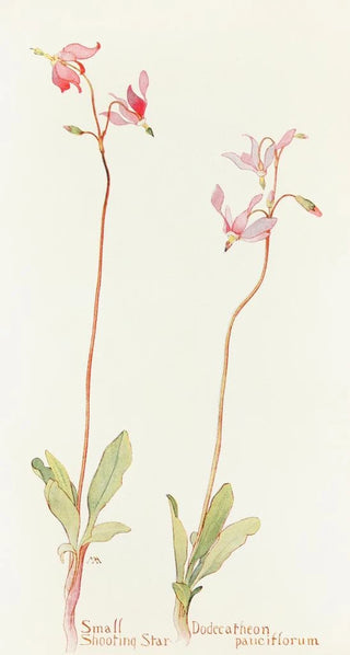 Margaret Armstrong - Small Shooting Star.webp