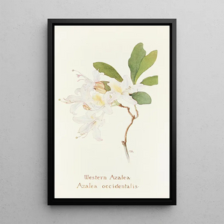 Margaret Armstrong - Western Azalea.webp