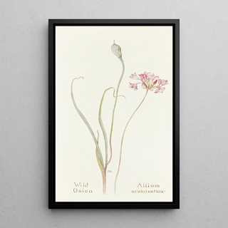 Margaret Armstrong - Wild Onion.webp