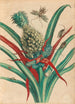 Pineapple - Maria Sibylla Merian — artwork view