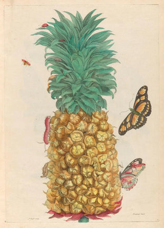 Maria Sibylla Merian - Ananas mur.webp