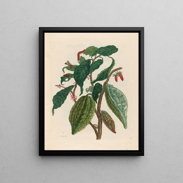 Maria Sibylla Merian - Cacao.webp
