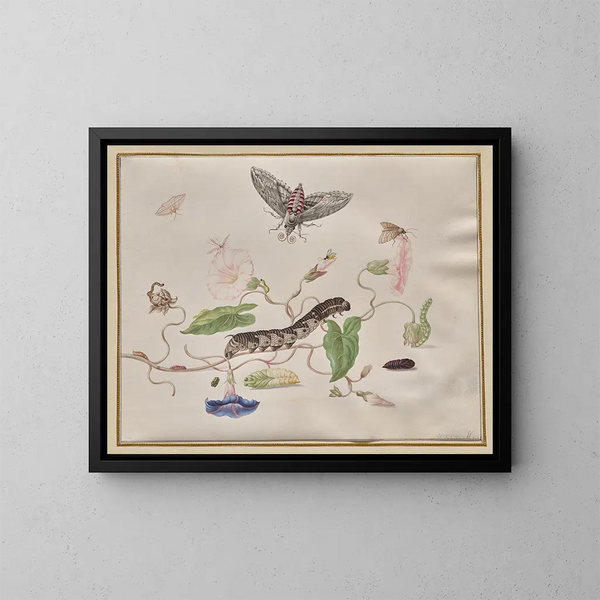 Convolvulus en metamorfose van de sfinx van de windvaan - Maria Sibylla Merian — ingelijst kunstwerk aan de muur