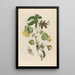Cotonier - Maria Sibylla Merian — ingelijst kunstwerk aan de muur