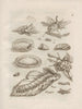 De wonderbaarlijke transformatie van de rups en het vreemde voedsel voor bloemen Pl. 002 - Maria Sibylla Merian — weergave van het kunstwerk