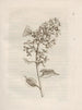 De wonderbaarlijke transformatie van de rupsen en het vreemde voedsel voor bloemen Pl. 004 - Maria Sibylla Merian — weergave van het kunstwerk
