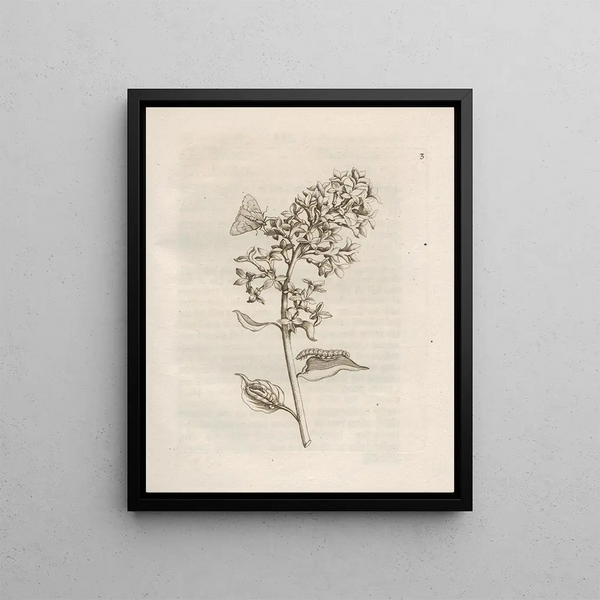 Maria Sibylla Merian - Der Raupen wunderbare Verwandelung und sonderbare BlumenNahrung Pl004.webp