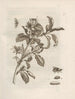 De wonderbaarlijke transformatie van de rupsen en het vreemde voedsel voor bloemen Pl. 008 - Maria Sibylla Merian — weergave van het kunstwerk