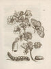 De wonderbaarlijke transformatie van de rups en het vreemde voedsel voor bloemen Pl. 011 - Maria Sibylla Merian — weergave van het kunstwerk
