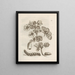 De wonderbaarlijke transformatie van de rups en het vreemde voedsel voor bloemen Pl. 011 - Maria Sibylla Merian — ingelijst kunstwerk aan de muur