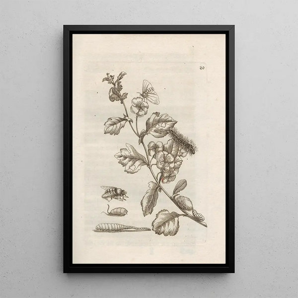 La merveilleuse transformation des chenilles et leur étrange nourriture florale Pl021 - Maria Sibylla Merian — framed artwork on a wall