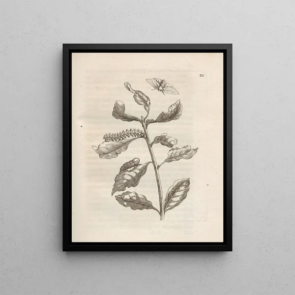 Maria Sibylla Merian - Der Raupen wunderbare Verwandelung und sonderbare BlumenNahrung Pl031.webp