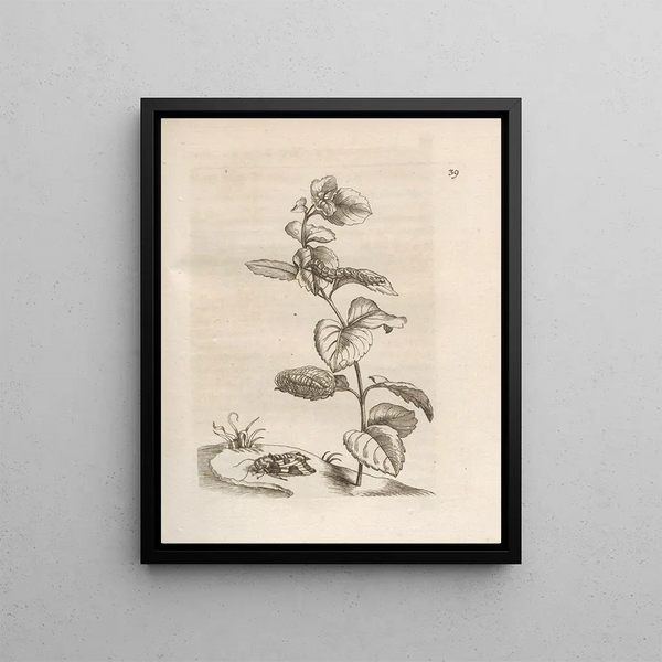 Maria Sibylla Merian - Der Raupen wunderbare Verwandelung und sonderbare BlumenNahrung Pl040.webp