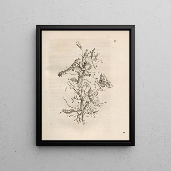 Maria Sibylla Merian - Der Raupen wunderbare Verwandelung und sonderbare BlumenNahrung Pl041.webp