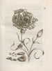 La transformation miraculeuse des chenilles et l'étrange nourriture pour fleurs Pl050 - Maria Sibylla Merian — weergave van het kunstwerk