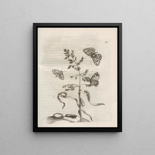 Maria Sibylla Merian - Der Raupen wunderbare Verwandelung und sonderbare BlumenNahrung Pl055.webp