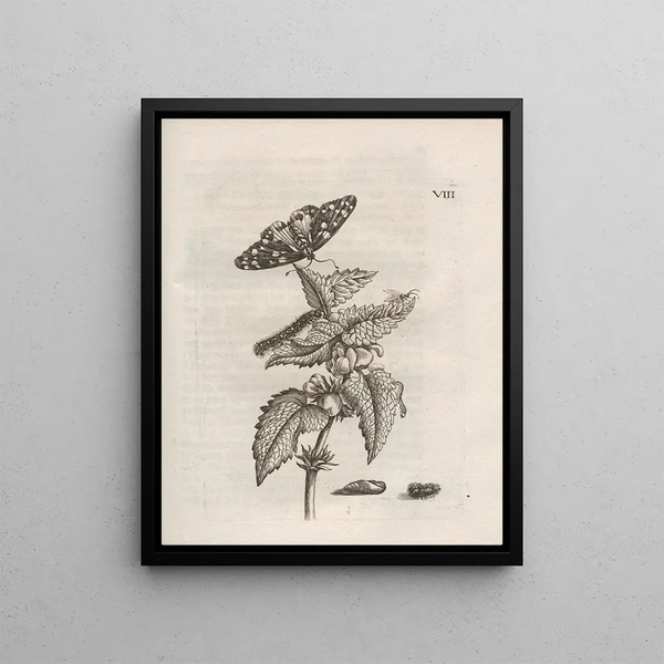 Maria Sibylla Merian - Der Raupen wunderbare Verwandelung und sonderbare BlumenNahrung Pl059.webp
