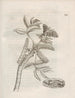 La miraculeuze transformatie van de rupsen en het vreemde voedsel van de bloemen Pl060 - Maria Sibylla Merian — weergave van het kunstwerk